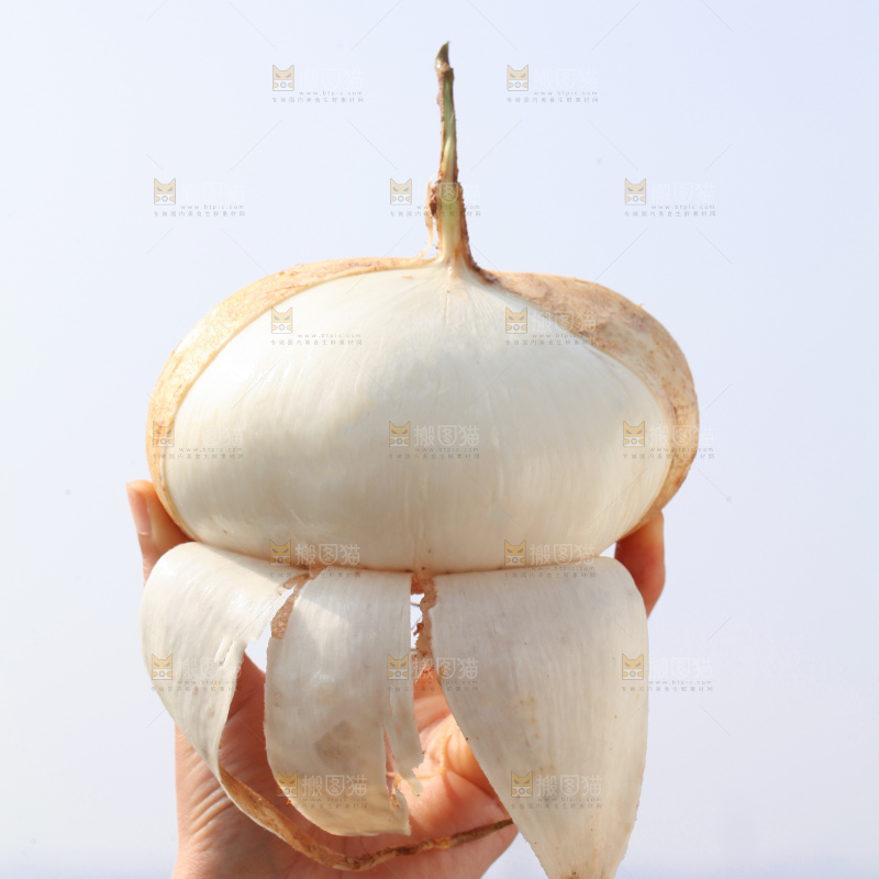 凉薯