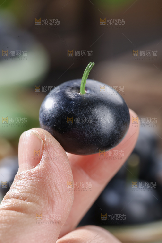 带杆蓝莓