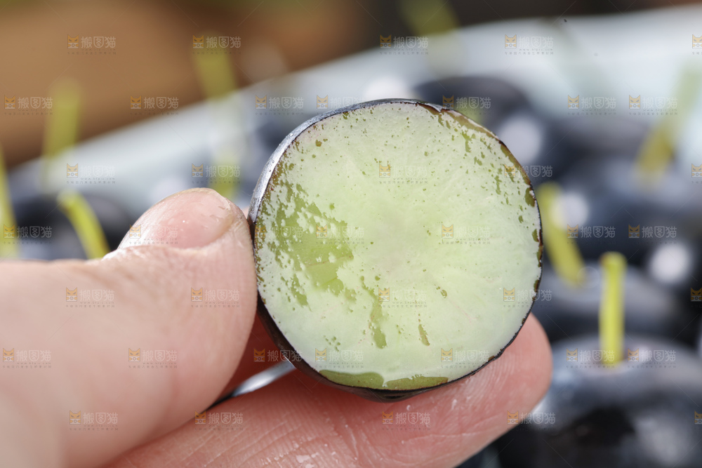 带杆蓝莓