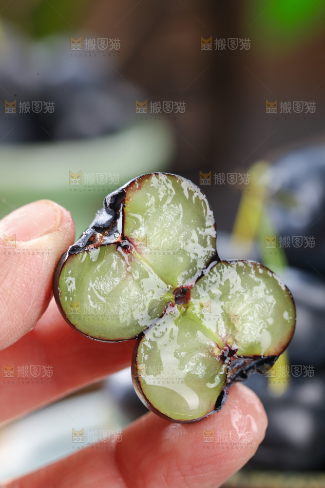 带杆蓝莓