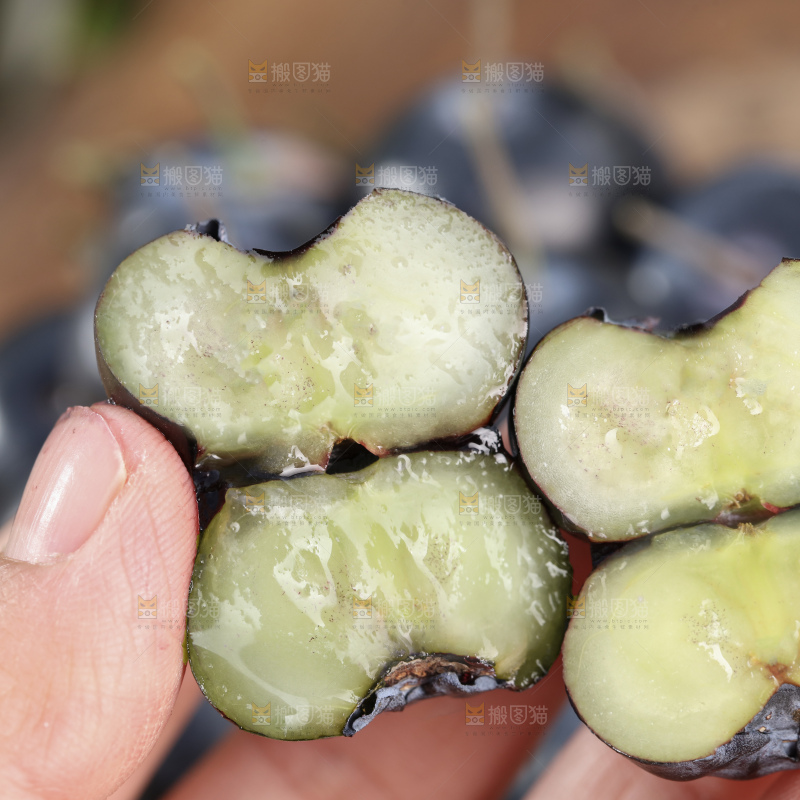 带杆蓝莓