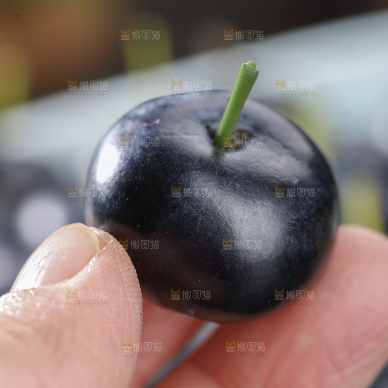 带杆蓝莓