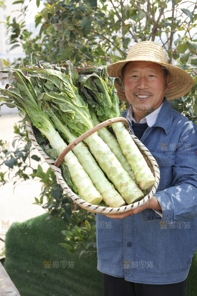紫叶莴笋