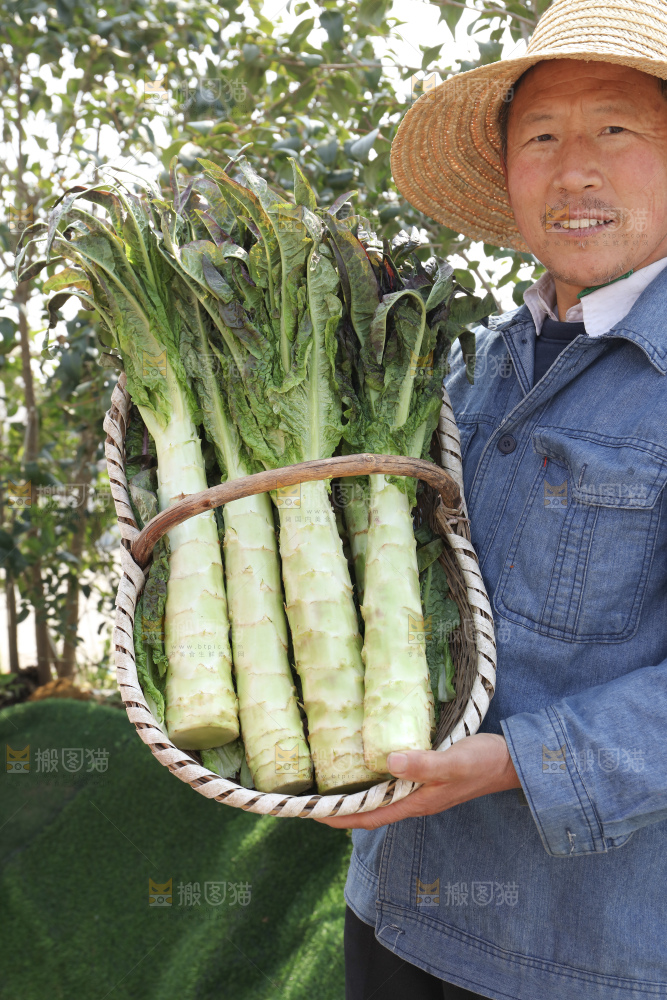 紫叶莴笋