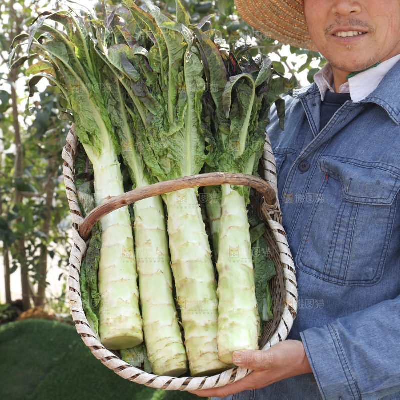 紫叶莴笋