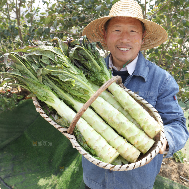 紫叶莴笋