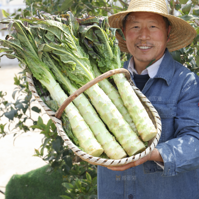 紫叶莴笋