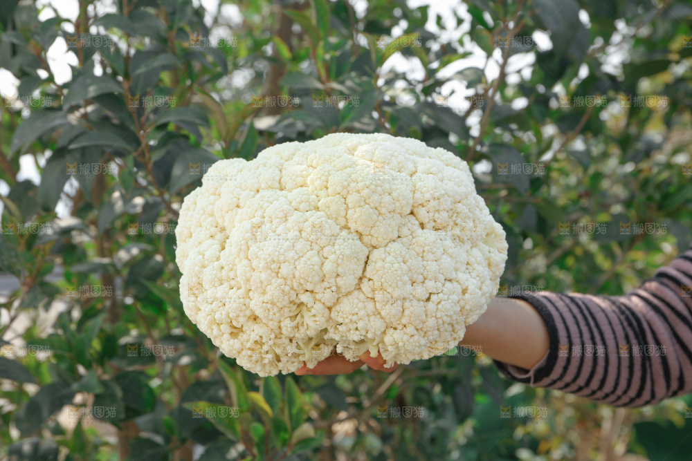 花菜