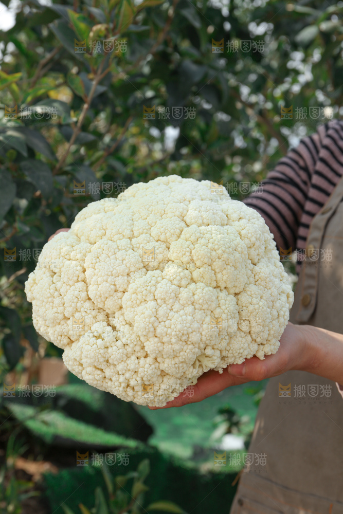 花菜