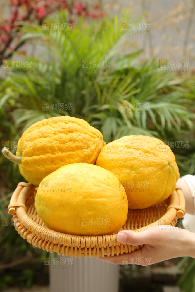 香橼果