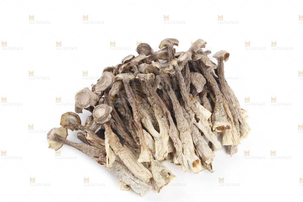 鹿茸菇