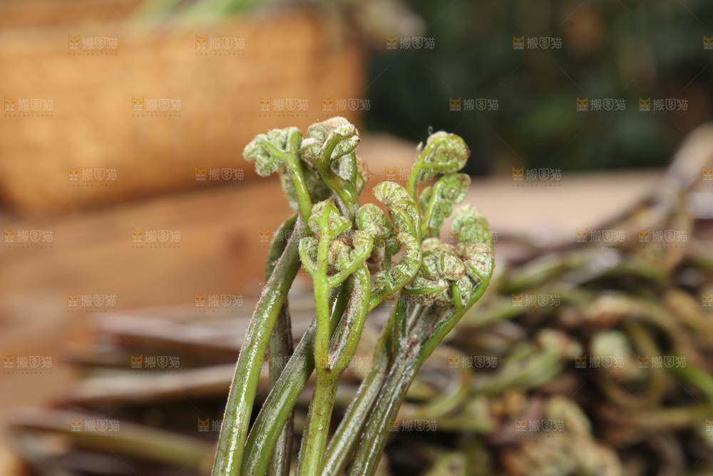 蕨菜