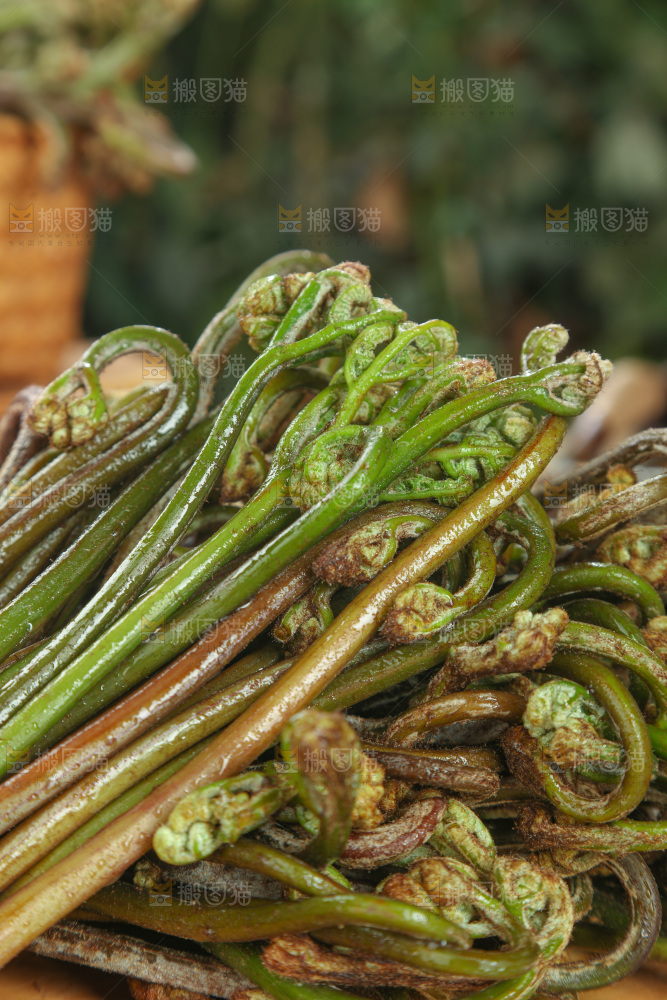 蕨菜