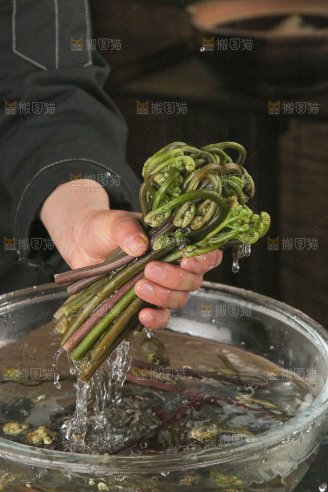 蕨菜