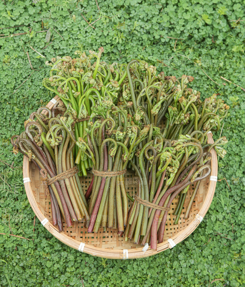 蕨菜