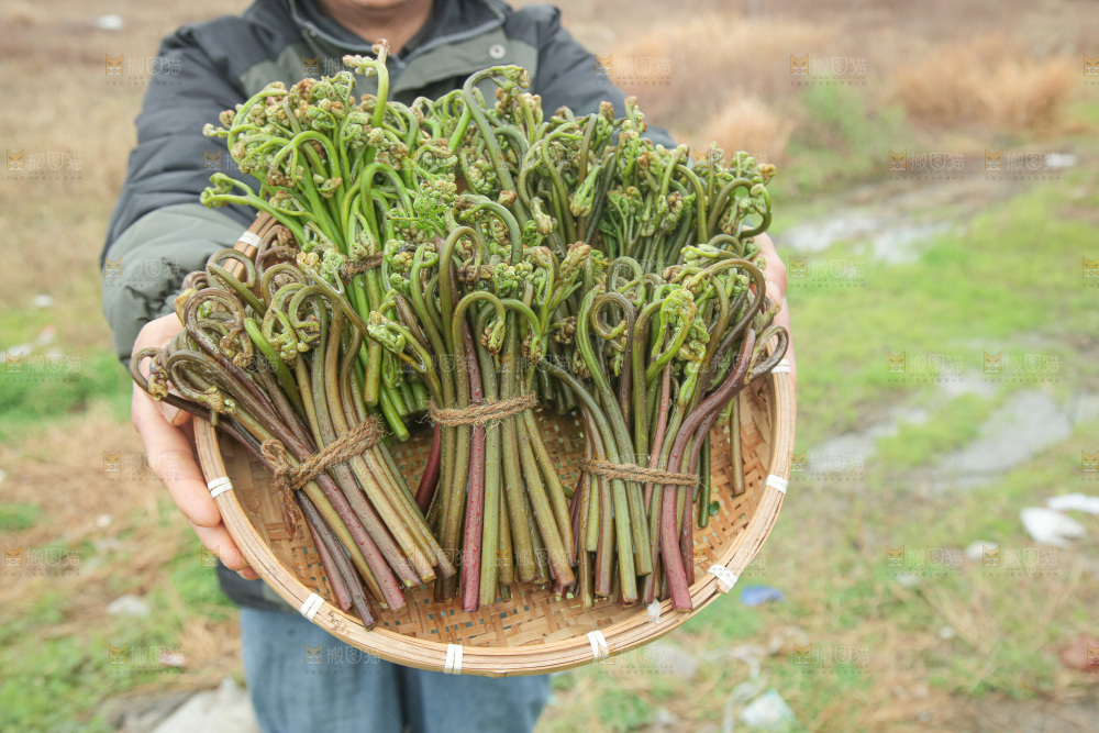 蕨菜