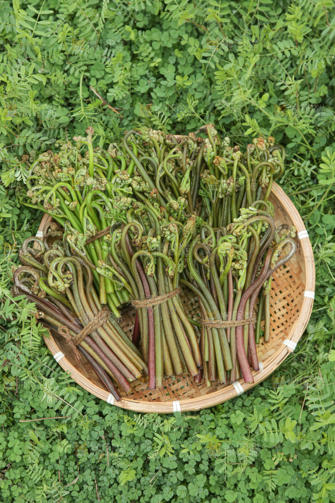 蕨菜