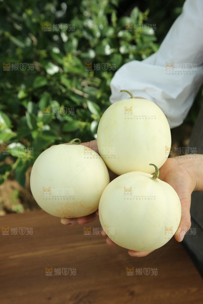 阎良甜瓜
