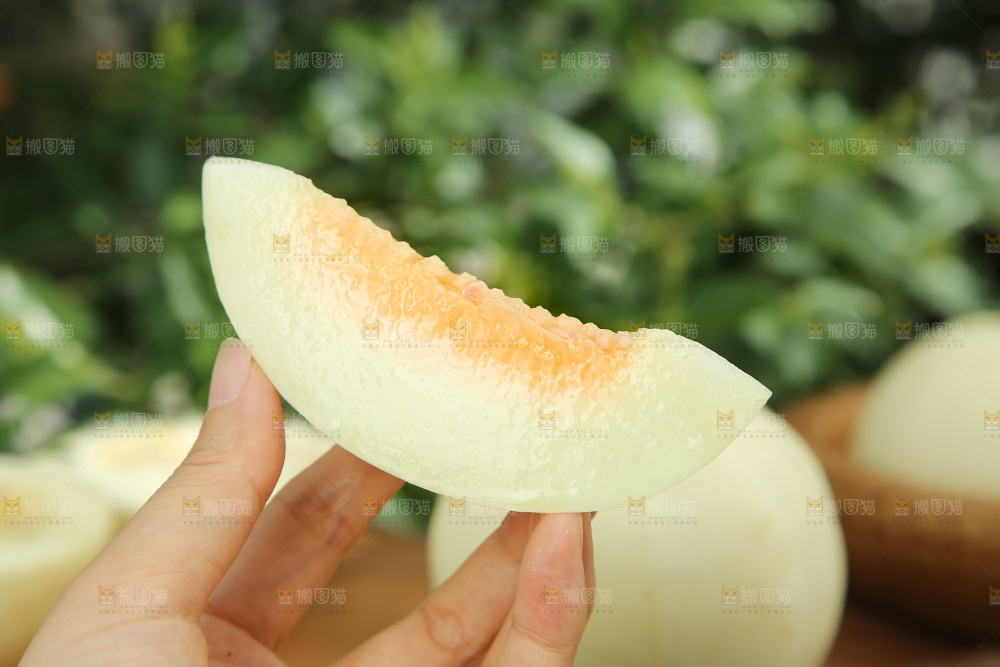 阎良甜瓜