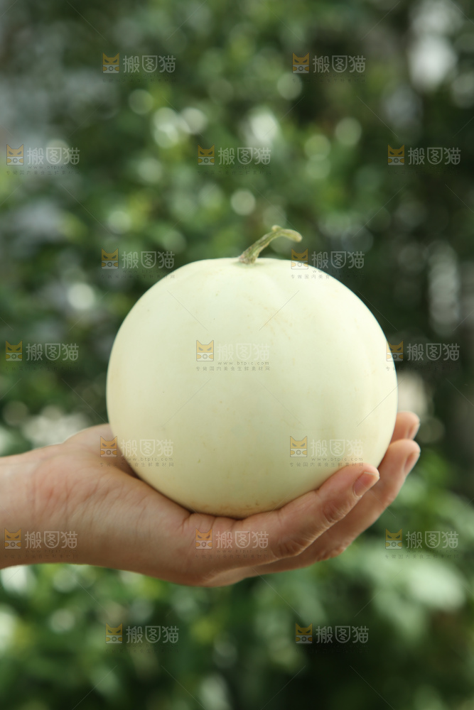 阎良甜瓜