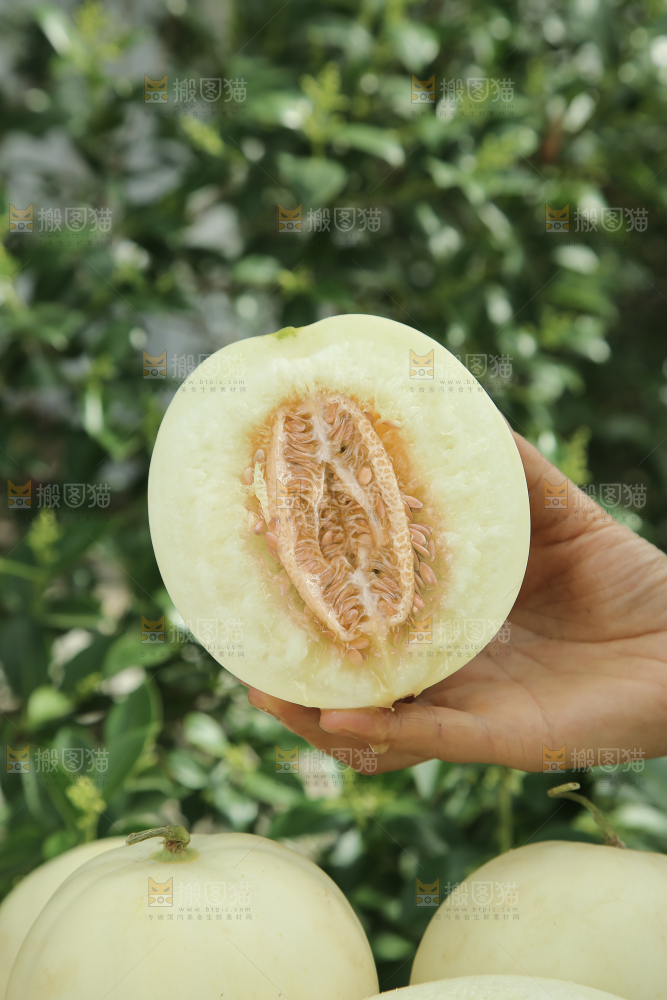 阎良甜瓜