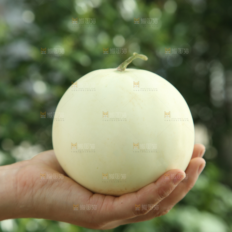 阎良甜瓜
