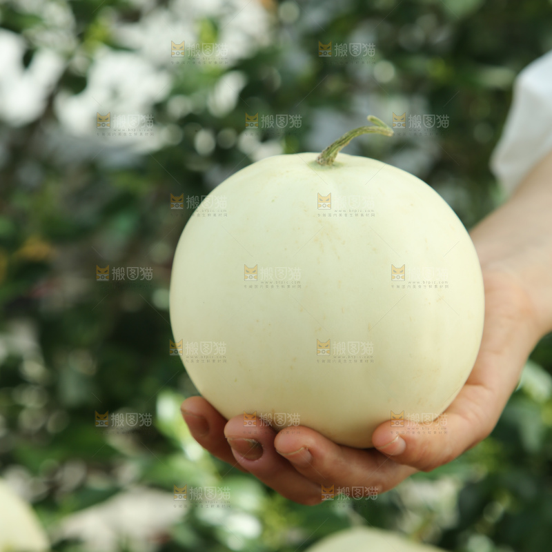 阎良甜瓜