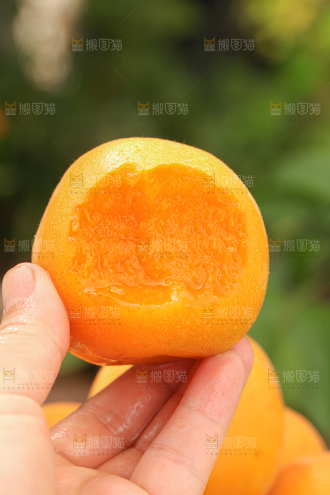 大黄杏
