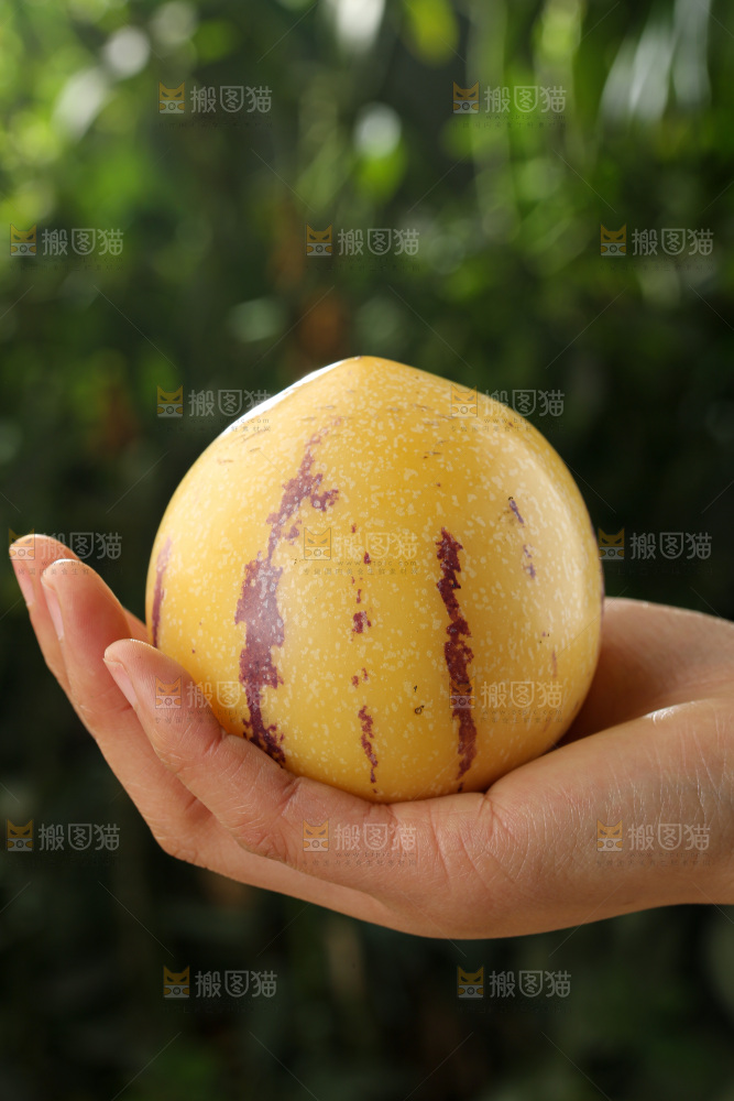 人参果