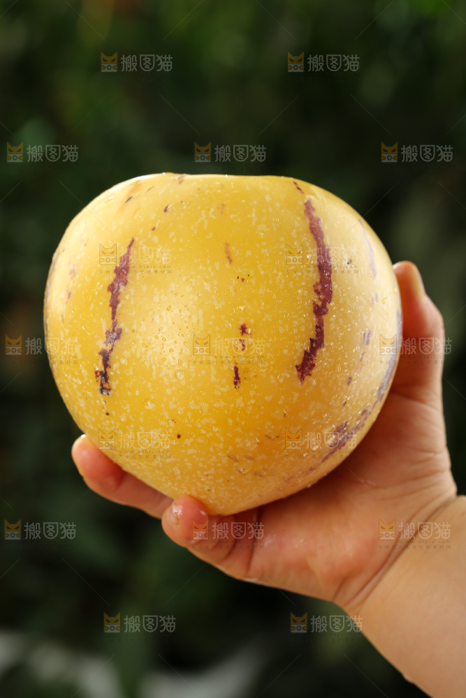 人参果