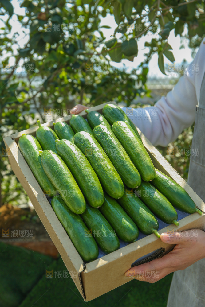 水果黄瓜