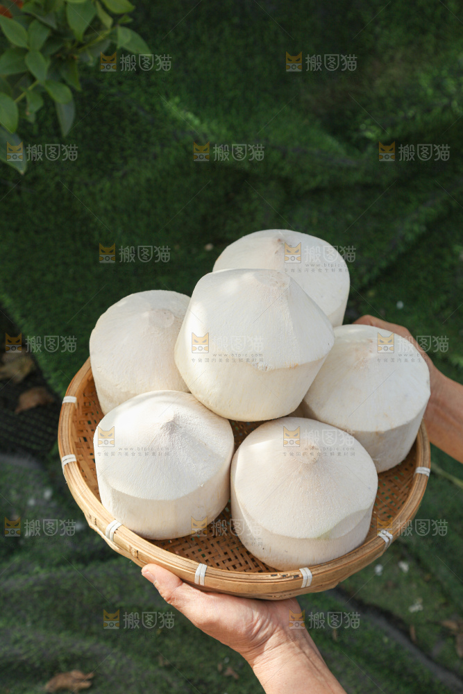 牛奶椰皇