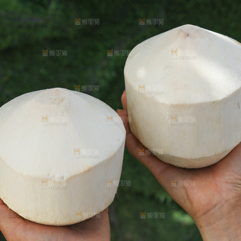 牛奶椰皇