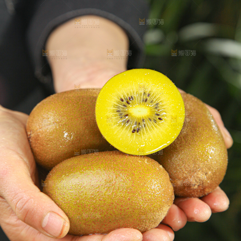 黄金奇异果