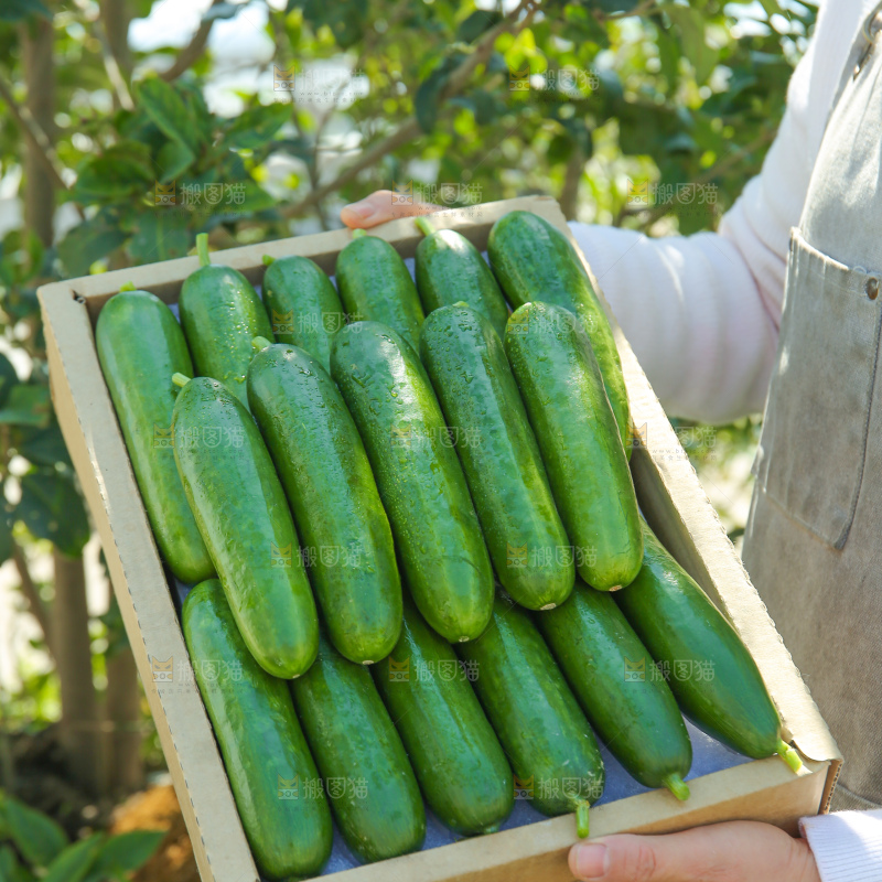 水果黄瓜