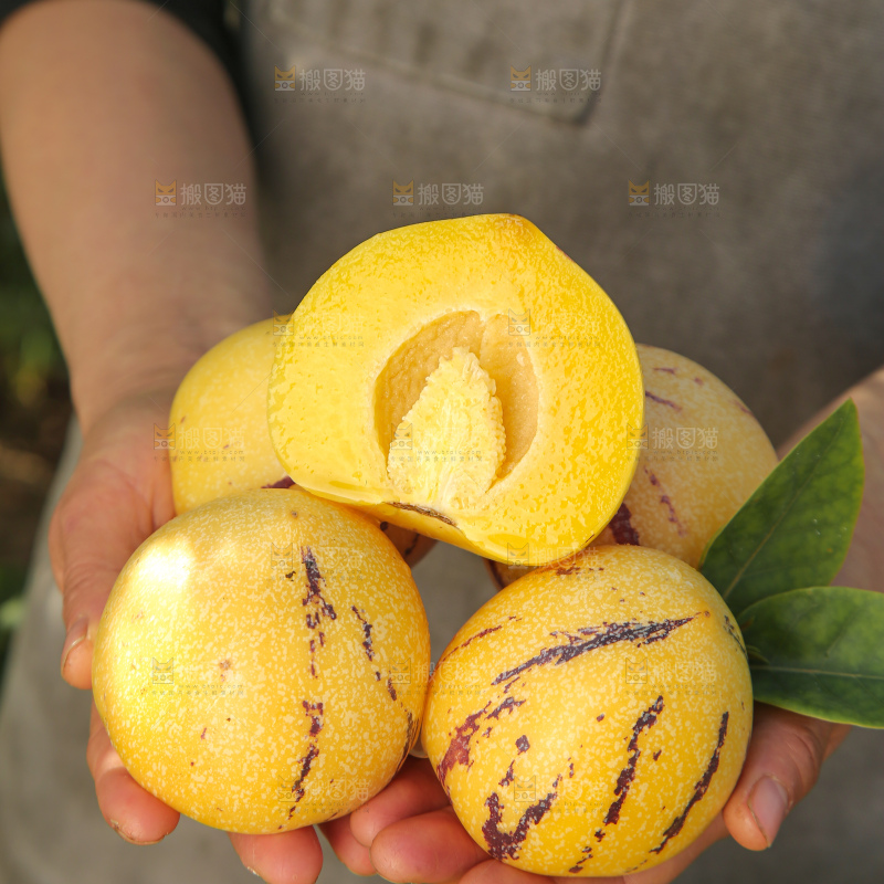 人参果