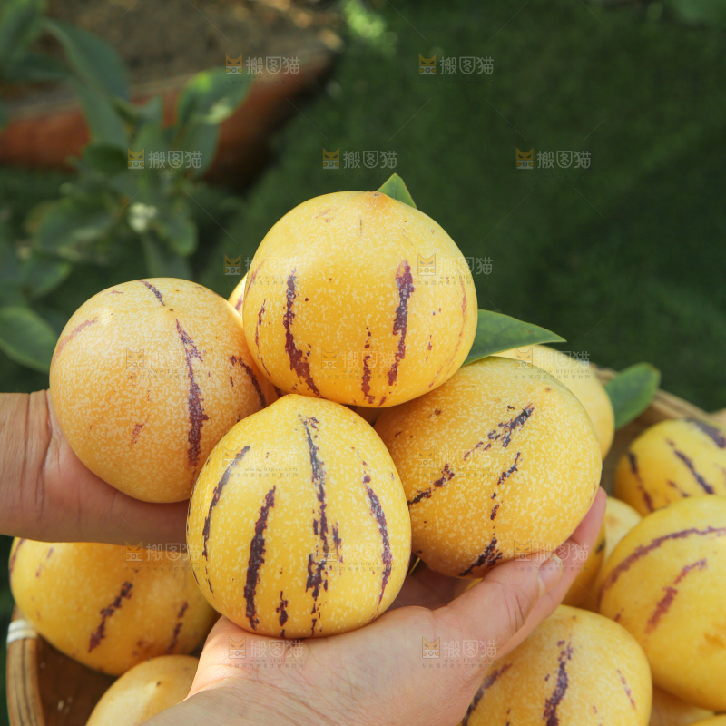 人参果