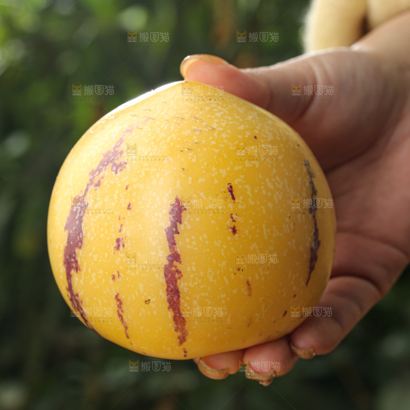 人参果