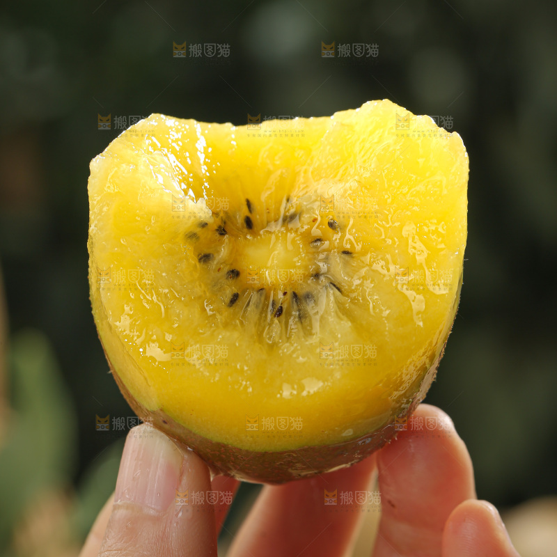 黄金奇异果