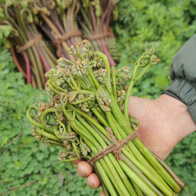蕨菜