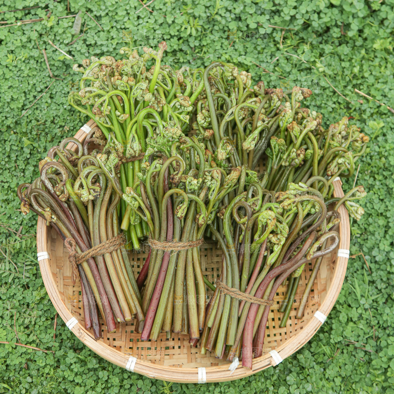 蕨菜