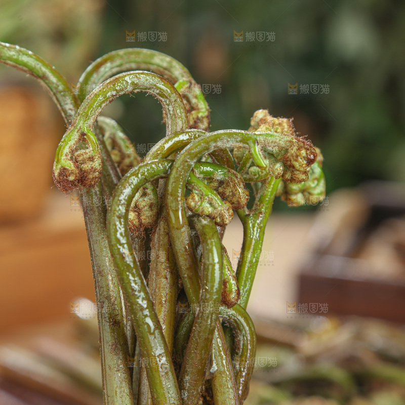 蕨菜