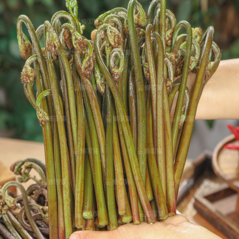 蕨菜