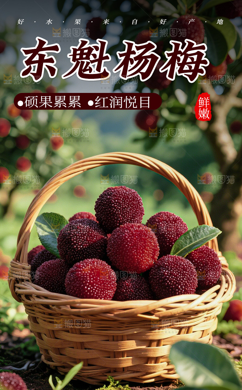 东魁杨梅详情页
