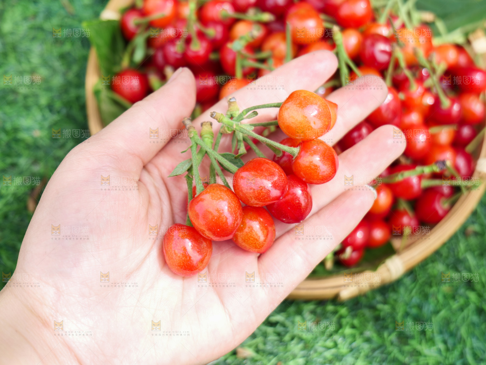 小樱桃