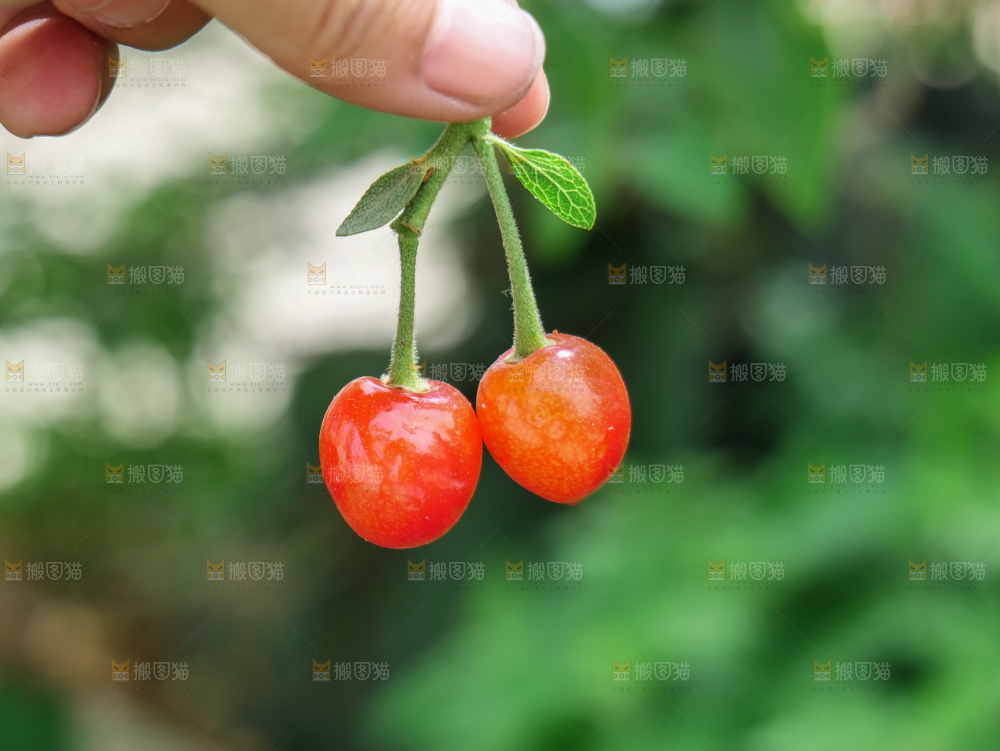 小樱桃