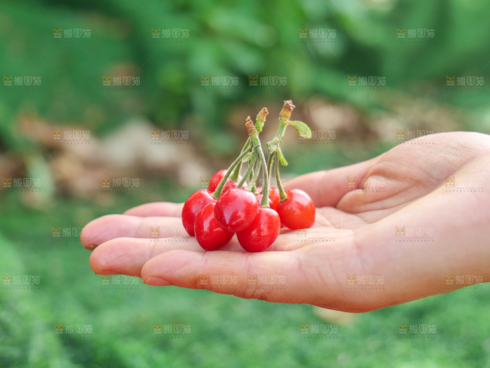 小樱桃