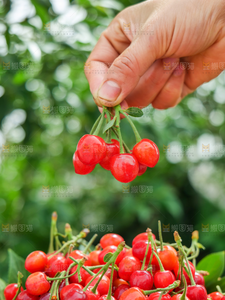 小樱桃