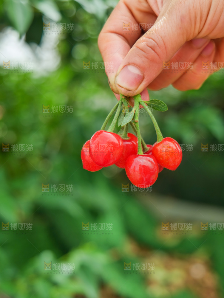 小樱桃