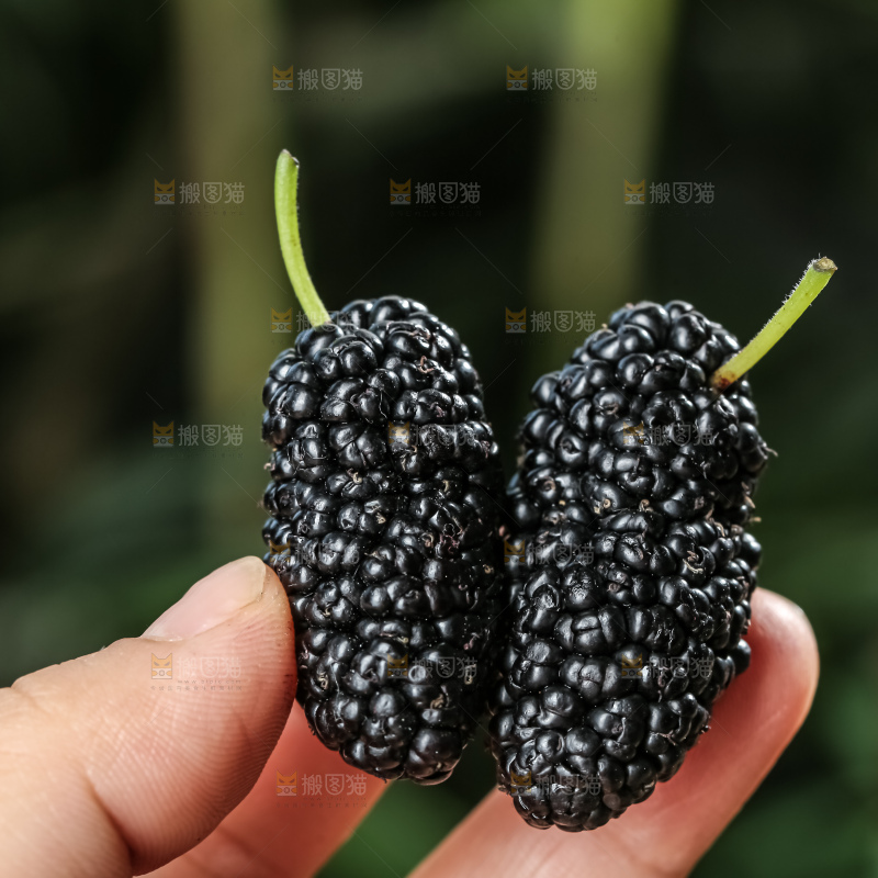 桑葚